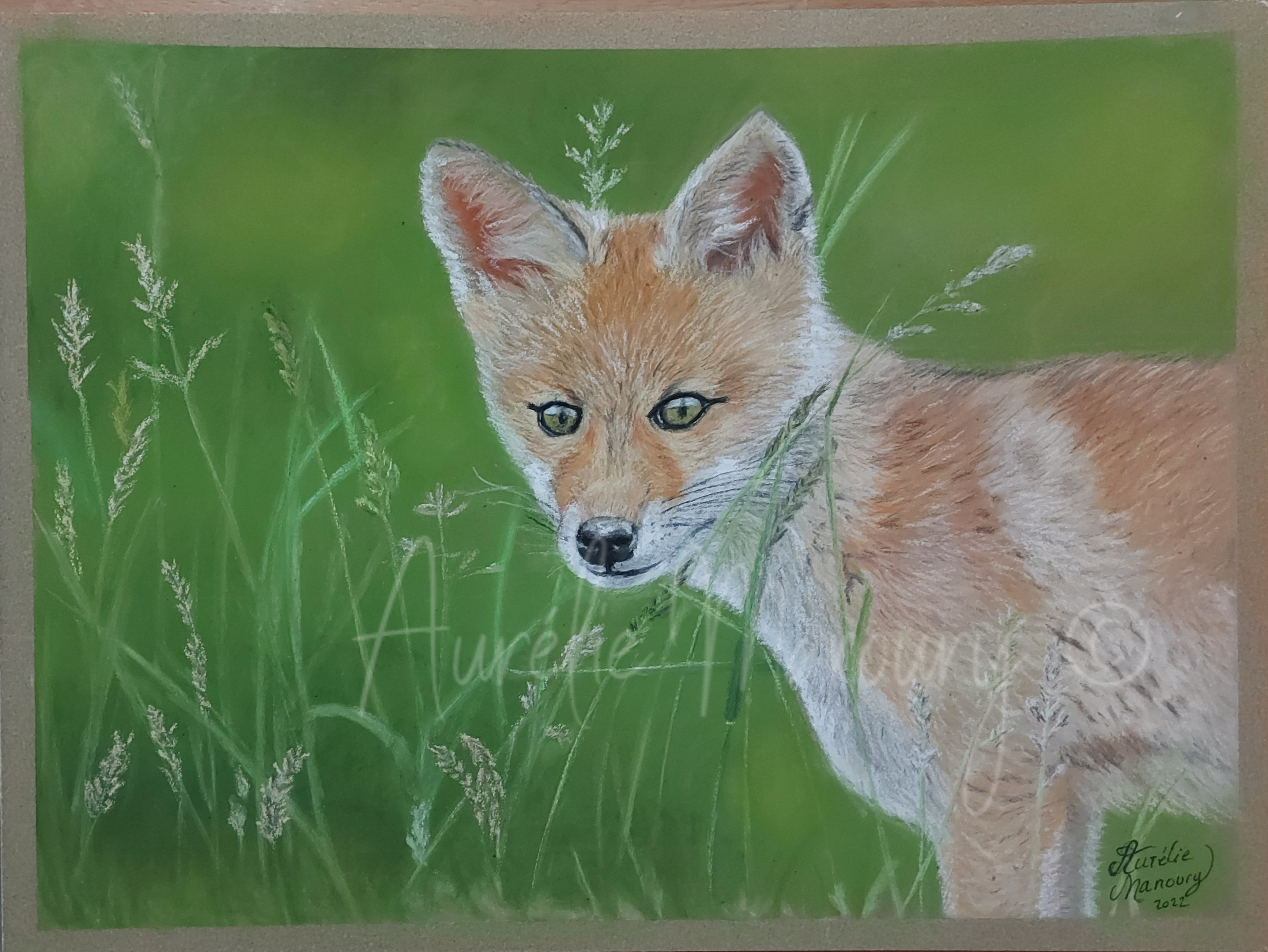 Renard dans le pré